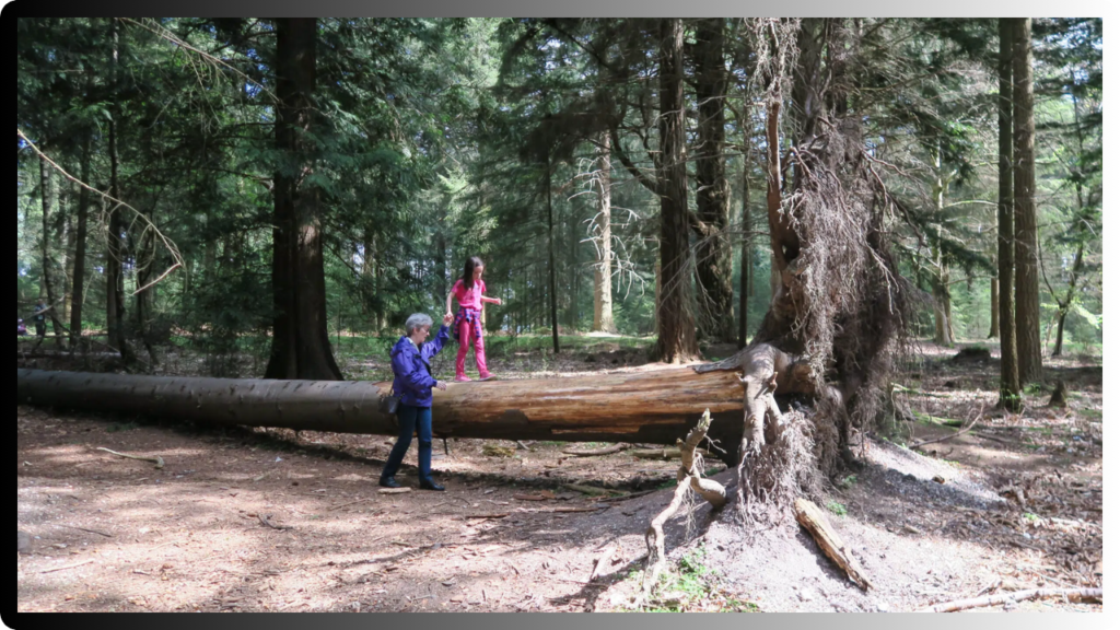 bolderwood deer sanctuary