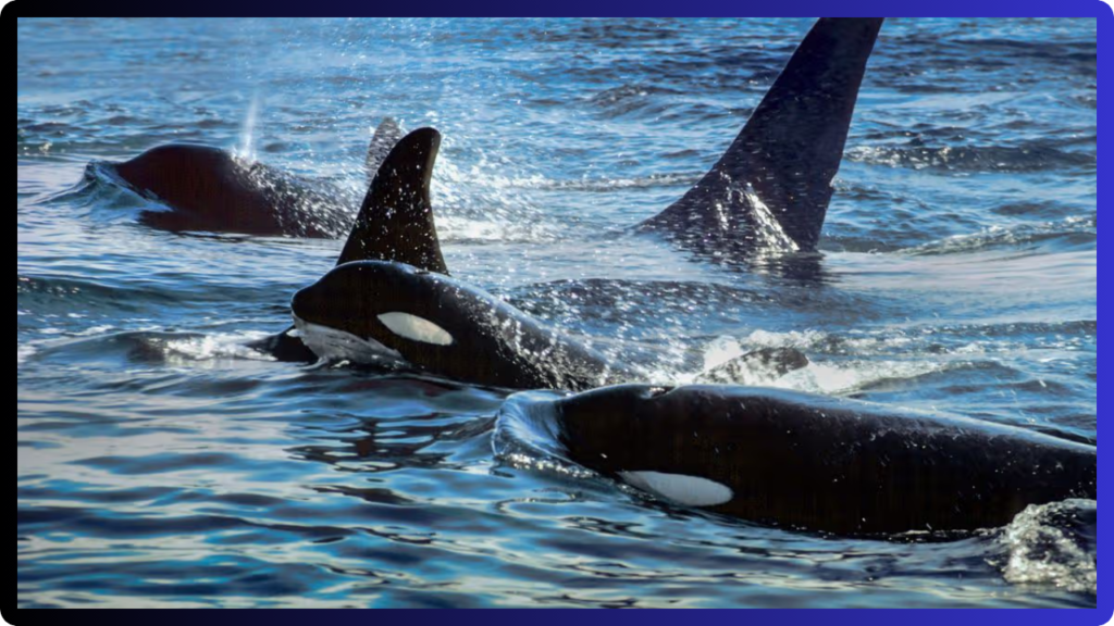 Best Places to Watch Whales for Beginners Photographers Nature Lovers Explained best places to watch whales